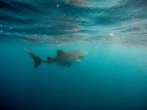 Whale Shark