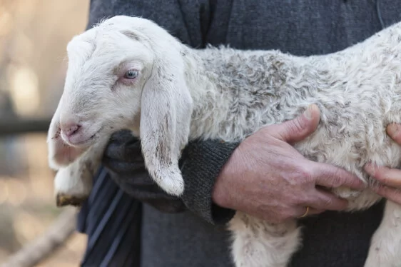 Lost Sheep: How Should Leaders Respond? 