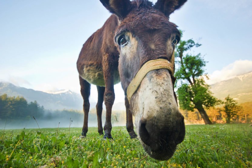 talking donkey balak balaam