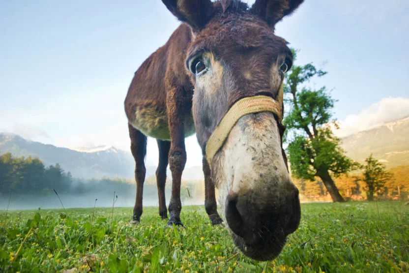 talking donkey balak balaam